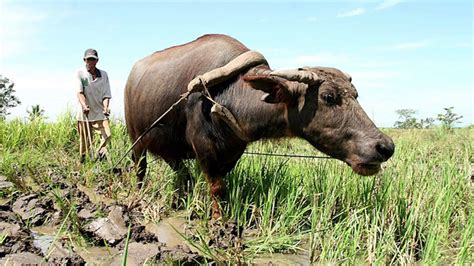 Philippines Water Buffalo National Animal Of The Philippines Carabao