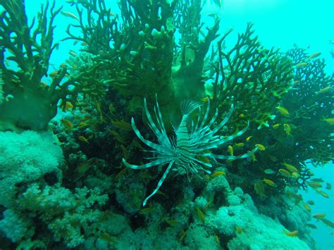Free Images Water Ocean Floor Underwater Macro Seaweed Fauna
