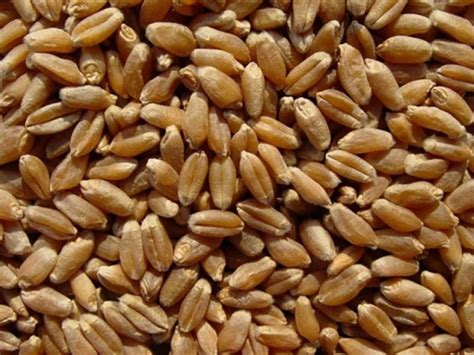 Bulk Grains Organic Grains Hard Red Spring Wheat 25 Lb My Green Detox