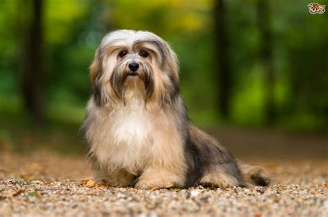 Havanese Dog Breed Information Buying Advice Photos And