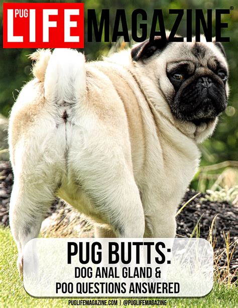 Pug Butts Dog Anal Gland And Poo Questions Answered