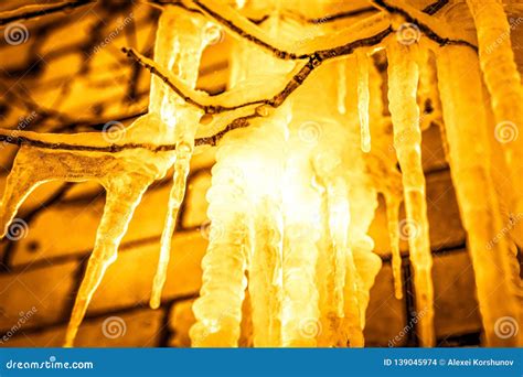 Closeup Of Icicles Hanging From Branch Coated In Ice Stock Photo