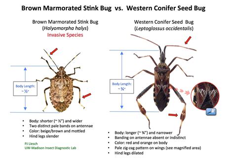 Conifer Seed Bugs Insect Diagnostic Lab