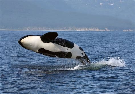 Astounding Facts About Killer Whales You Would Love To Know Worldatlas