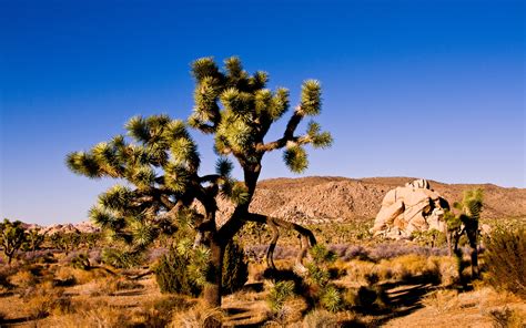 Free Download Joshua Tree National Park Hd Wallpapers All Hd Wallpapers