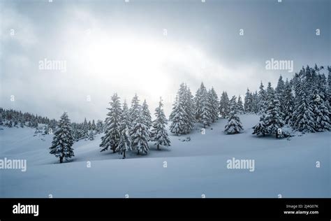 Pine Trees With Snow On Mountain Stock Photo Alamy