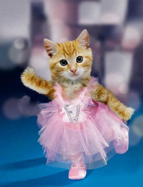 Kecantikan dan keanggunan kucing seringkali membuat mata tak ingin beranjak darinya. 12+ Foto Kucing Lucu Imut Gemes