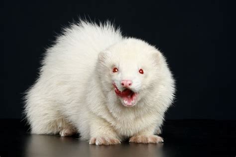 20 Stunningly Rare Albino Animals