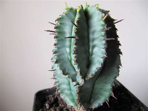 There were a few clusters of these where i was at and i thought they were cool. 16 Piante grasse da interno facili da curare