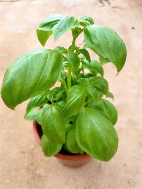 Sweet Basil Plant Herbs N Spices Teo Joo Guan