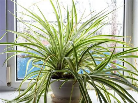 Top 6 Amazing Spider Plant Varieties And Types You Can Grow Growingvale