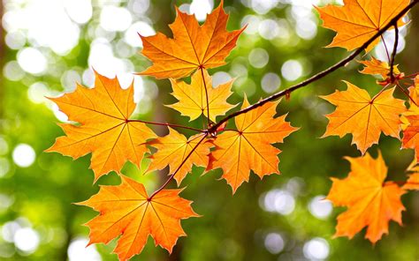 Yellow Maple Leaves Autumn Bokeh Wallpaper Nature And Landscape