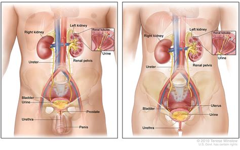 Start studying female cancers and contraceptives. Bladder Cancer | CDC
