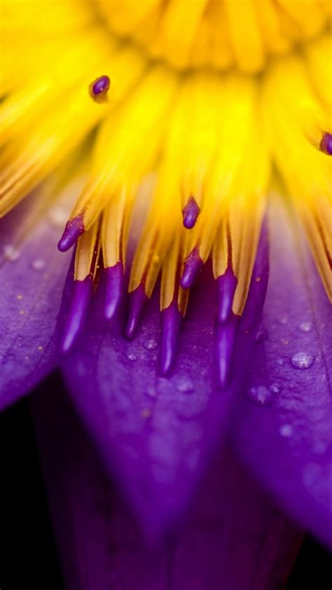 Purple And Yellow Petals Iphone 5s Wallpaper Enter The Following