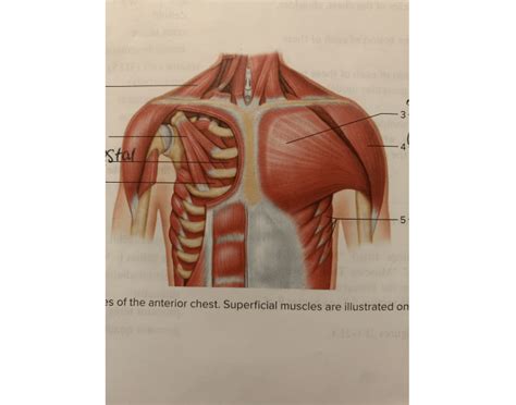 Muscles Of The Anterior Chest Quiz