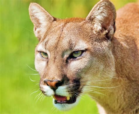 Puma concolor veja informações curiosidades e muito mais Guia