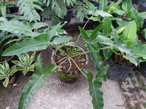 Philodendron is a large genus of flowering plants in the family araceae. Philodendron Gardener: Some Philodendrons on Sale at the ...