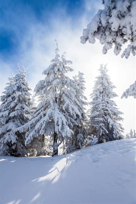 Pine Trees Covered In Snow Stock Photo Image Of Covered 50459544