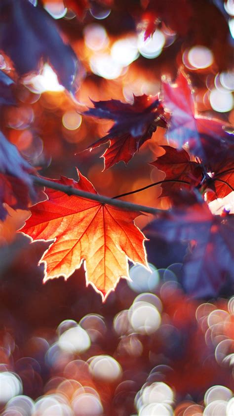 Colorful Fall Leaves Trees With Sunbeam In Blur Background 4k Hd Nature