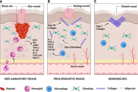 Frontiers Skin Immunity In Wound Healing And Cancer