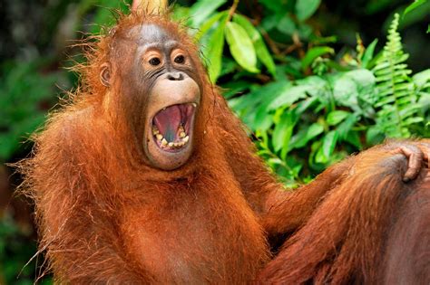 Hilarious Pictures Of Laughing Animals Daily Record