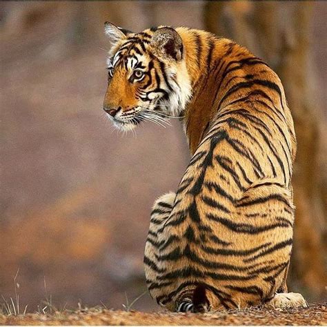 Untitled In 2020 With Images Indian Animals Wild Cats Animals