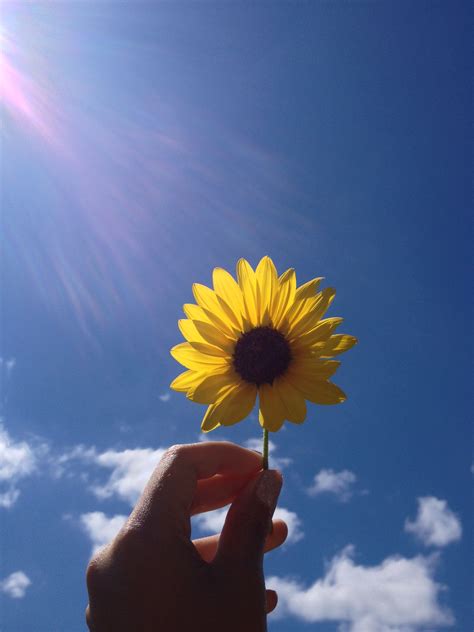 Iphone Wallpaper Summer-345 4K | Sunflower wallpaper ...