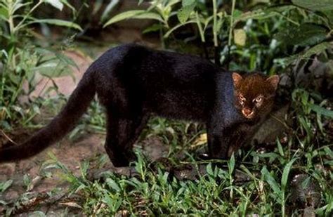 The only current native wild cats in massachusetts: Jaguarundi of South America | WILD CATS of the World ...