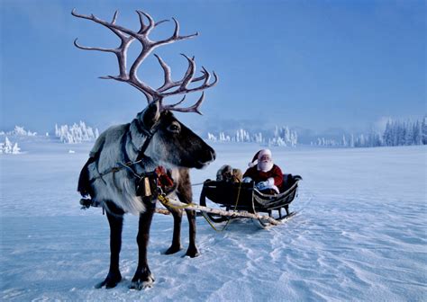 Rudolph And Rest Of Santas Reindeer Are All Female Says Ns