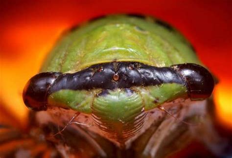 Cicada Madness 7 Things You Didnt Know About Cicadas