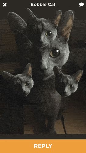Yammo Bobble Cat Heads  On Imgur