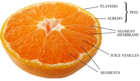 Anatomy Of Citrus Unshiu Download Scientific Diagram