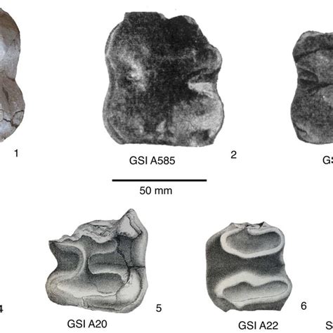 The breed, which numbers around 2,200, feeds on mangroves and other saline plants, is the main source of livelihood of mainly jat and rabari communities in several of the villages of mundra, lakhpat, abdasa and bhachau taluka. Yumlembam SINGH | Junior Research Fellow | Research ...