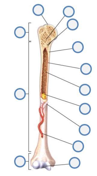Long Bone Parts Diagram Quizlet