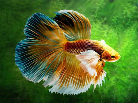 How To Take Care Of A Betta Fish 2024 Beginners Guide Verge Campus
