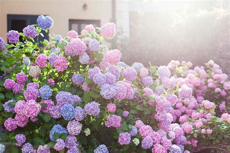 How To Choose The Right Hydrangeas For Your Garden Martha Stewart