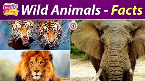 Wild Animals 6 Facts For Kids With Bommi Facts For Kids With