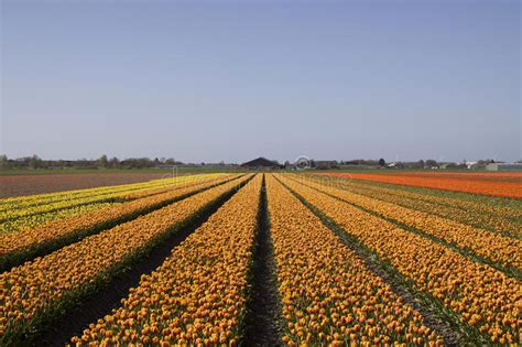 Typical Dutch Flower Fields In Spring Stock Image Image Of Flower