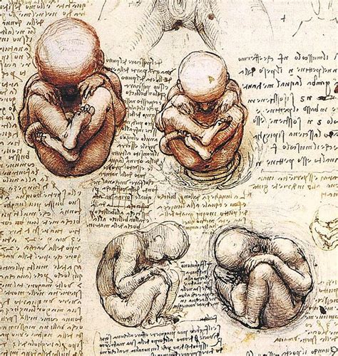 Leonardo Da Vinci O Anatomista Dedicado E Moderno PÚblico