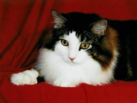 Norwegian forest cats are beautiful, regal cats rumored to be descended from mythological fairy cats. Kashi Saga - Cats - Norwegian Forest Cat Breeder New ...