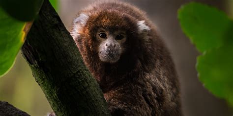 Titi Monkey Smithsonians National Zoo