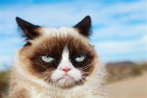 Siempre Nos Quedarán Sus Memes Ha Muerto La Gata Grumpy Cat Verne