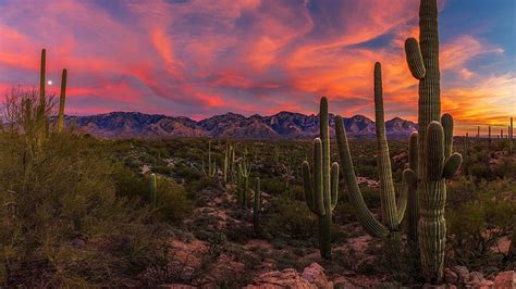 Hd Wallpaper Sunset Arizona Cacti United States Saguaro Cactus