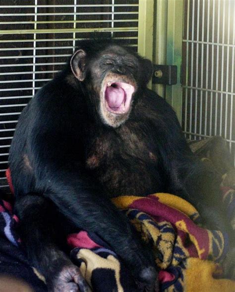 travis the chimpanzee dark tales