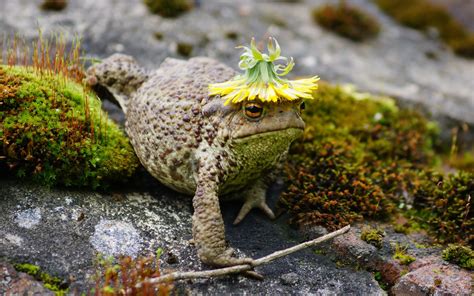 Animals Macro Toad Moss Wallpapers Hd Desktop And Mobile Backgrounds