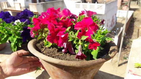 How To Deadhead Petunias To Keep Your Plants Flowering Deadheading