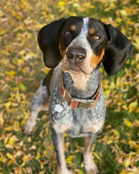 14 Things Coonhound Owners Must Never Forget The Dogman