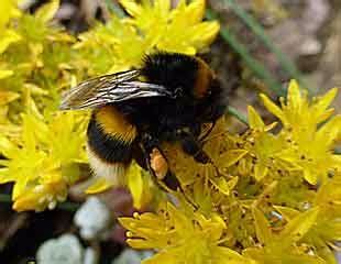 Check spelling or type a new query. Plants for Bees