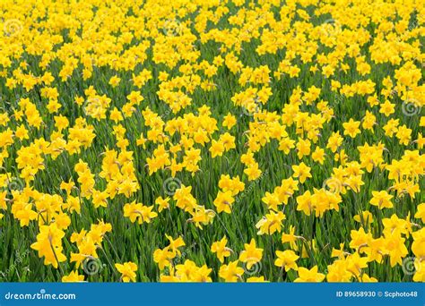 Field Of Bright Yellow Daffodils Stock Photo Image Of Color Sunny