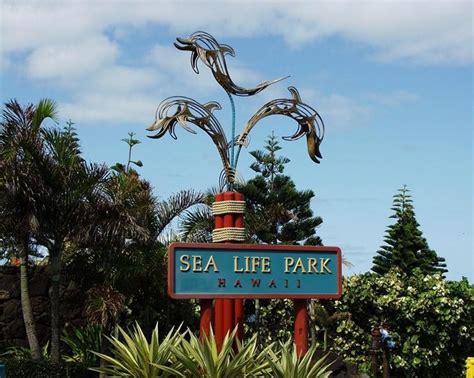Sea Life Park A Popular Hawaii Tourist Attraction Only
